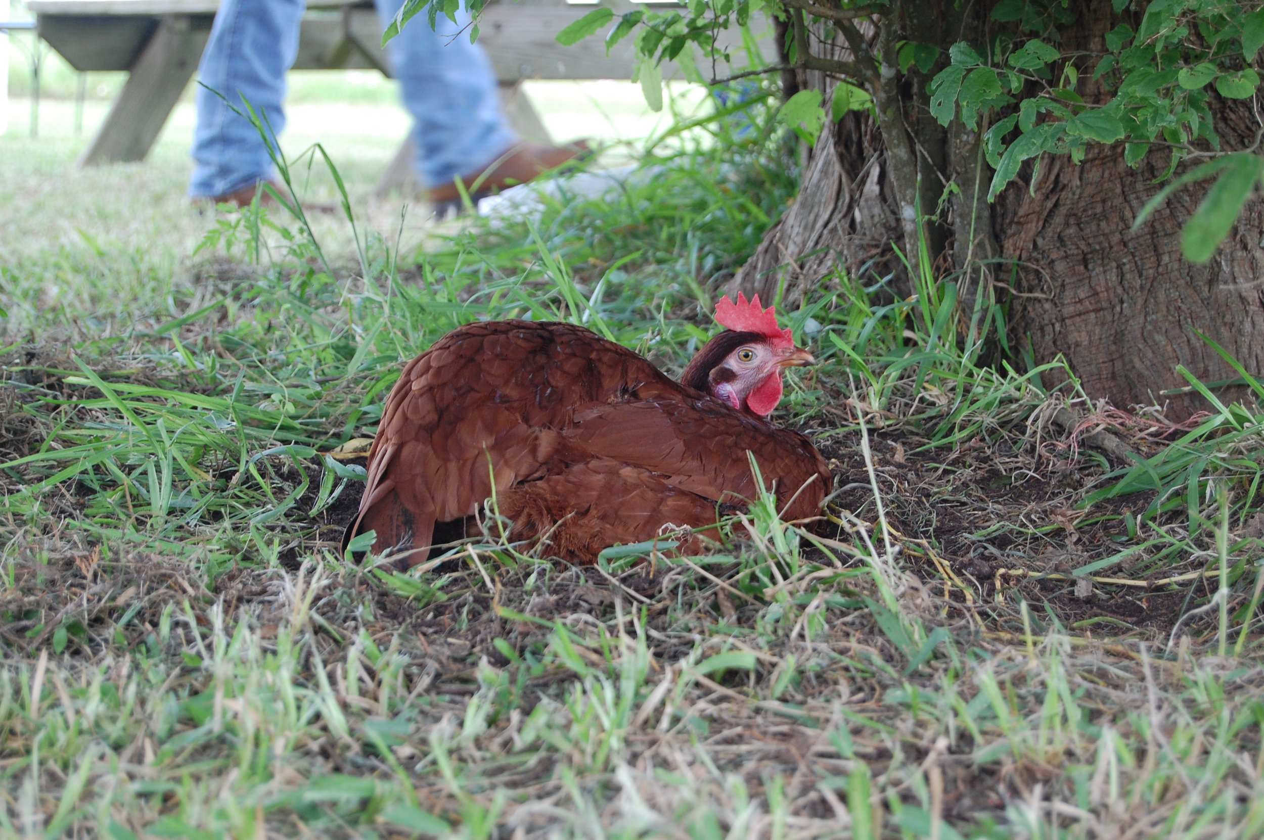 Jolie Vue Farms – Pasture raised chickens are both delicious and nutritious.