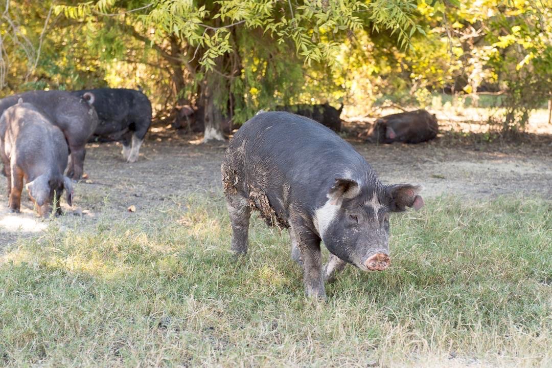 Jolie Vue Farms – Pigs