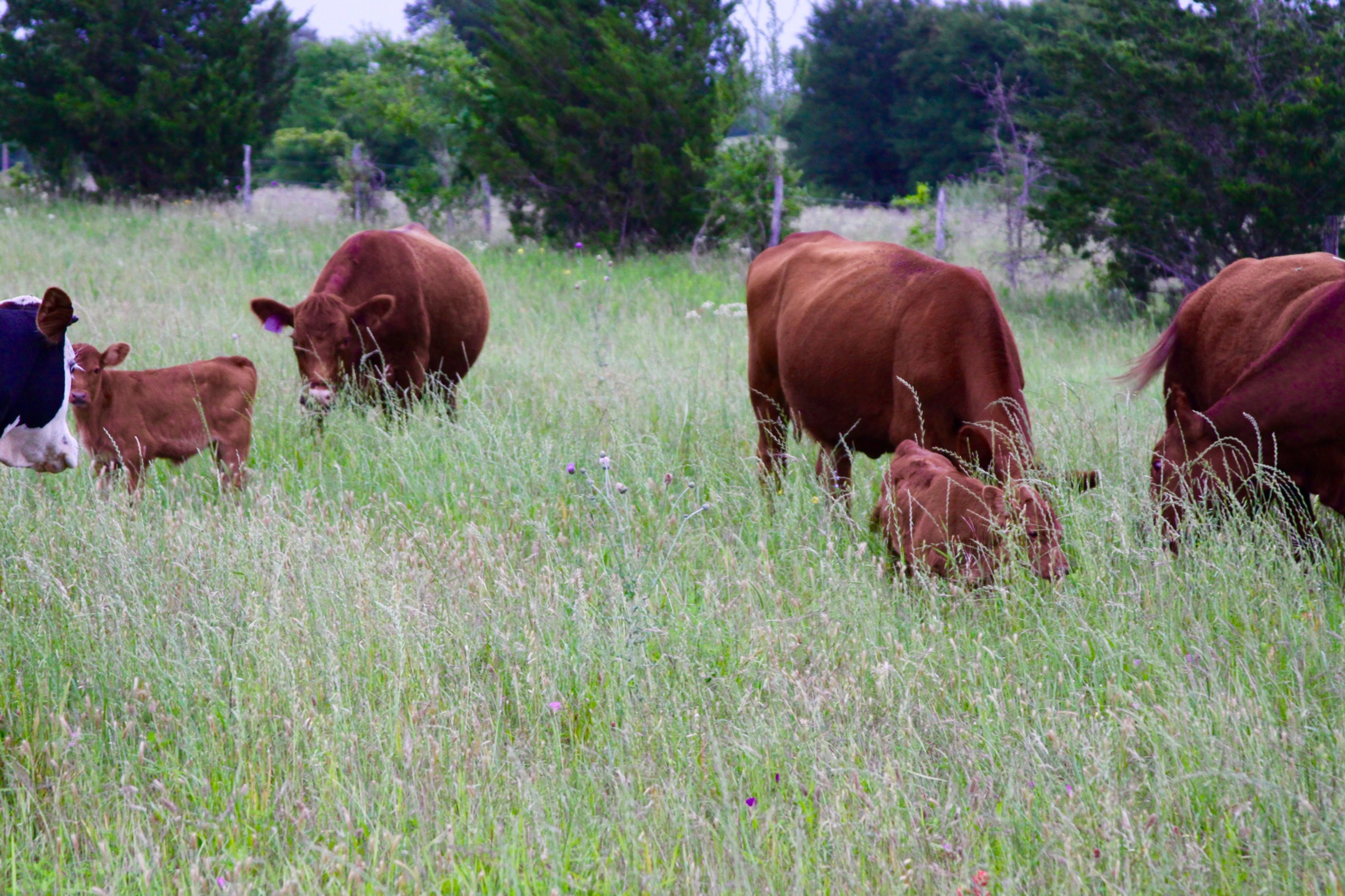 Jolie Vue Farms - Grass fed beef in Houston.