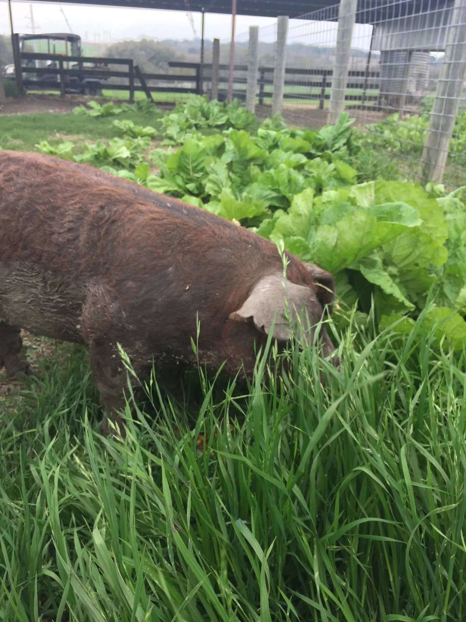 Jolie Vue Farms – Pasture raised pigs dine as Mother Nature intended.