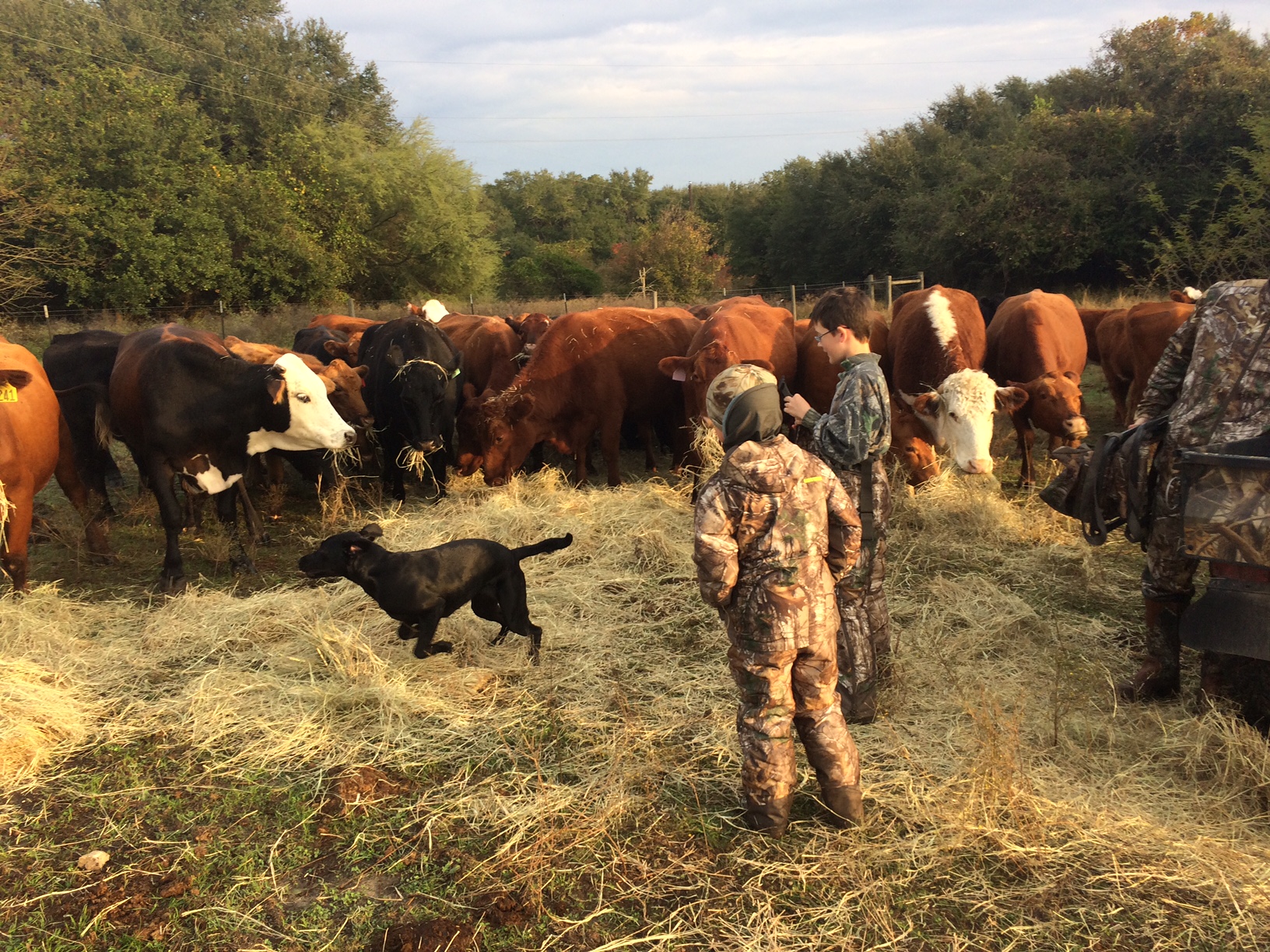 Jolie Vue Farms - Grass fed cows.