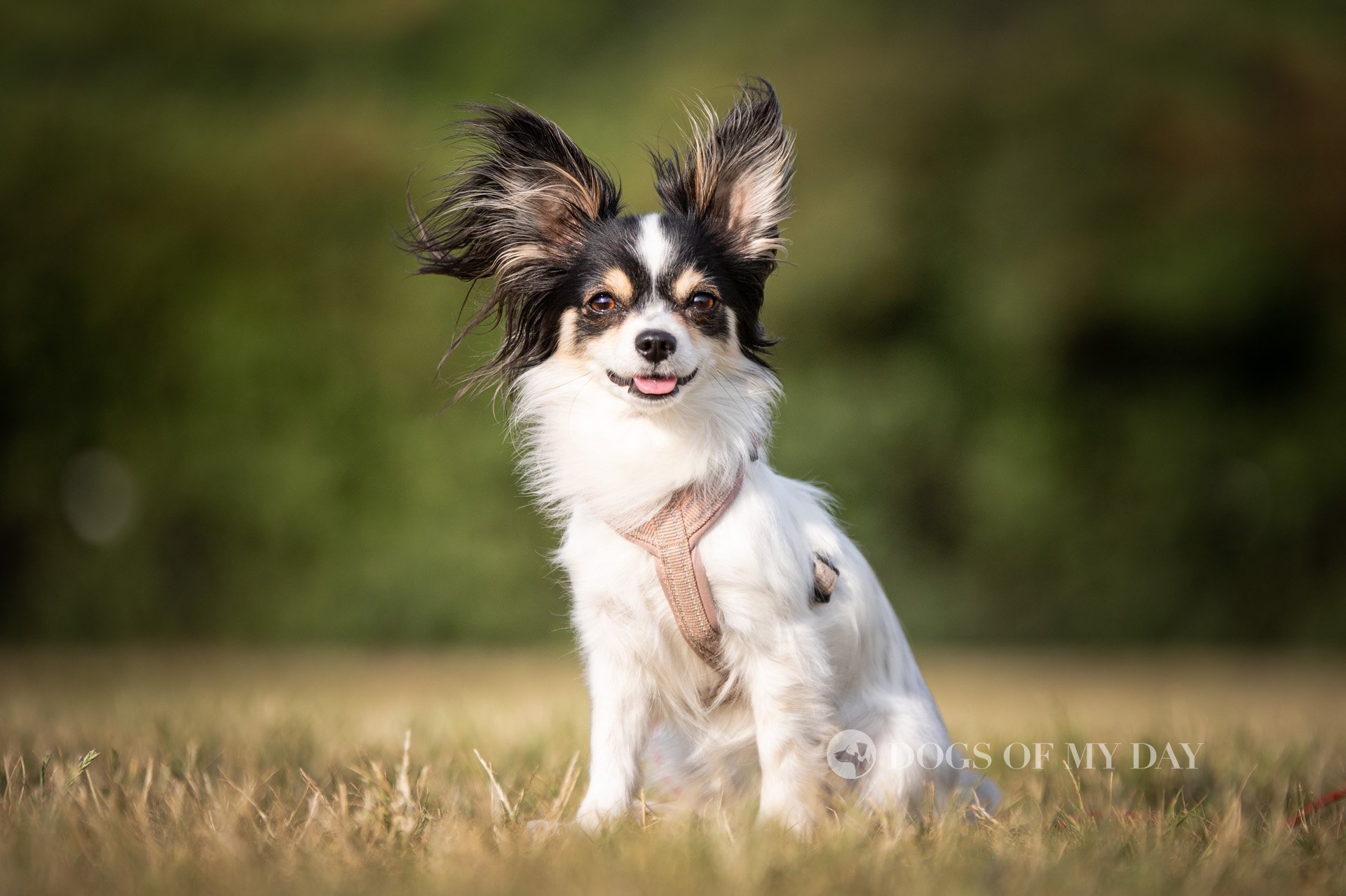 Papillon
