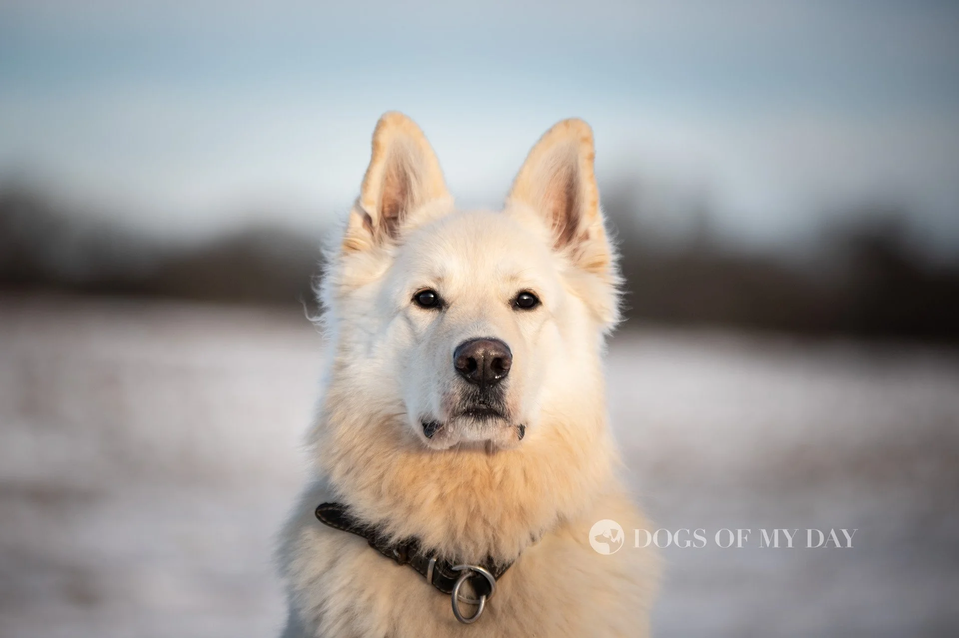 Vit herdehund