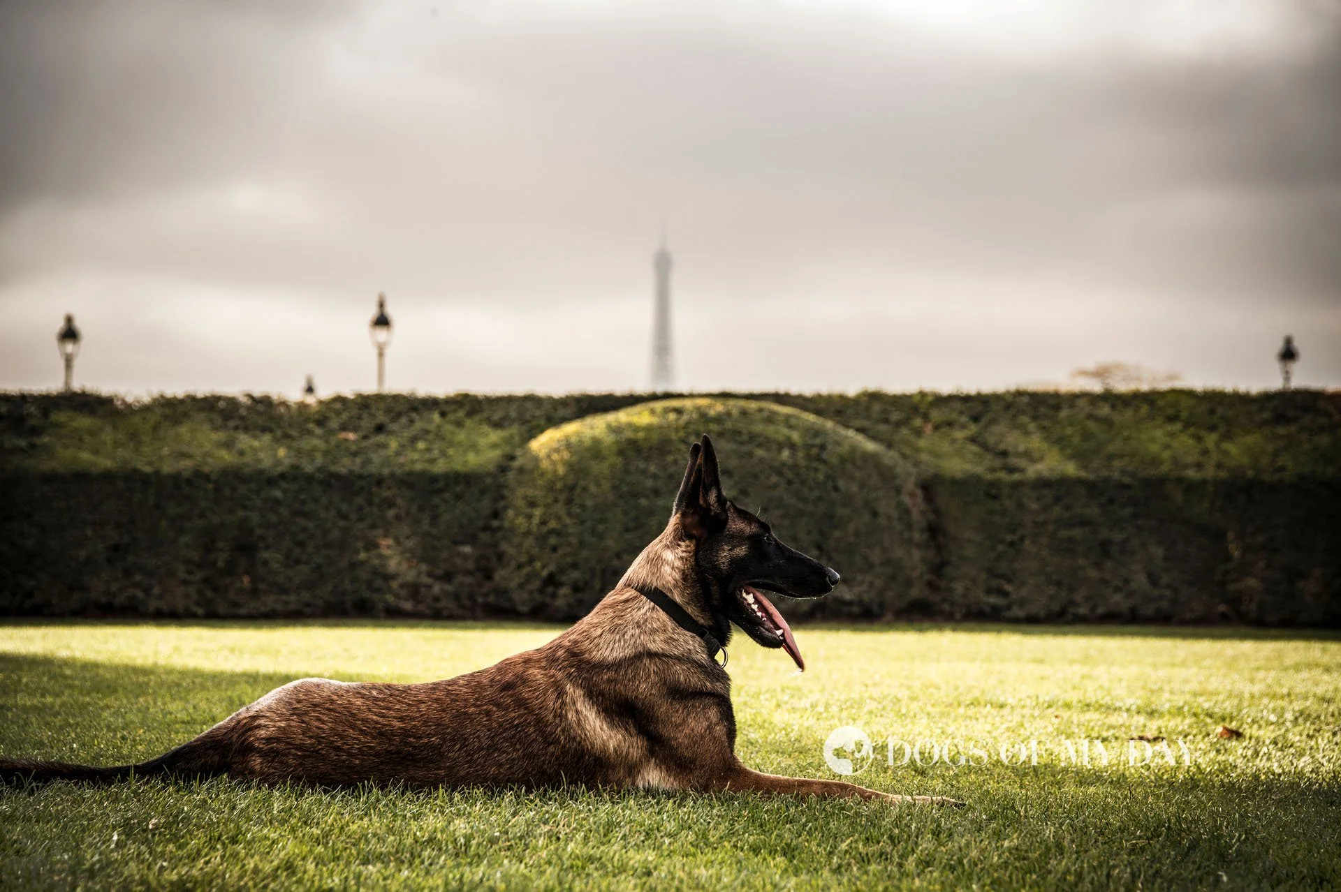 Belgisk vallhund/malinois