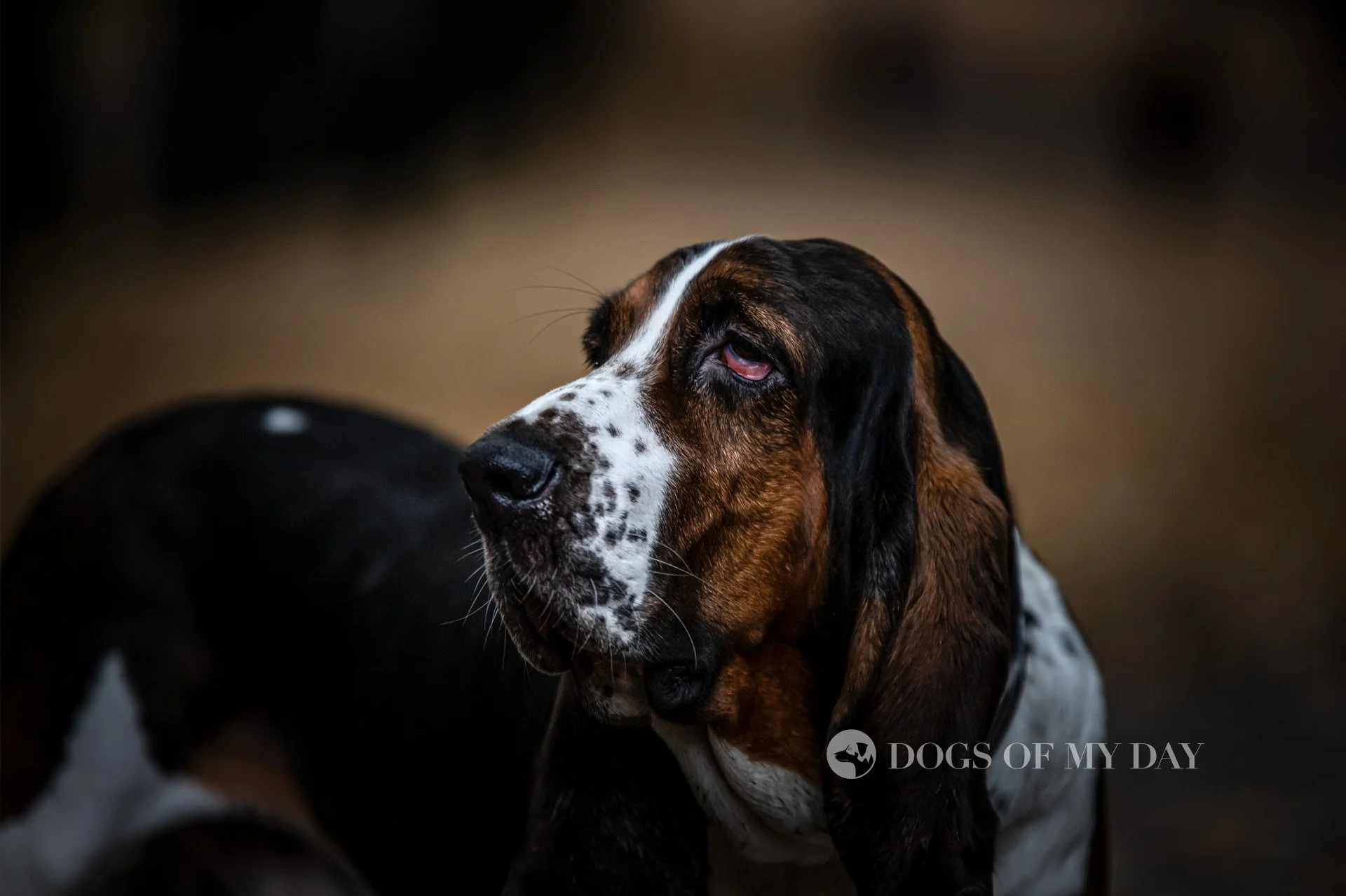 Basset hound