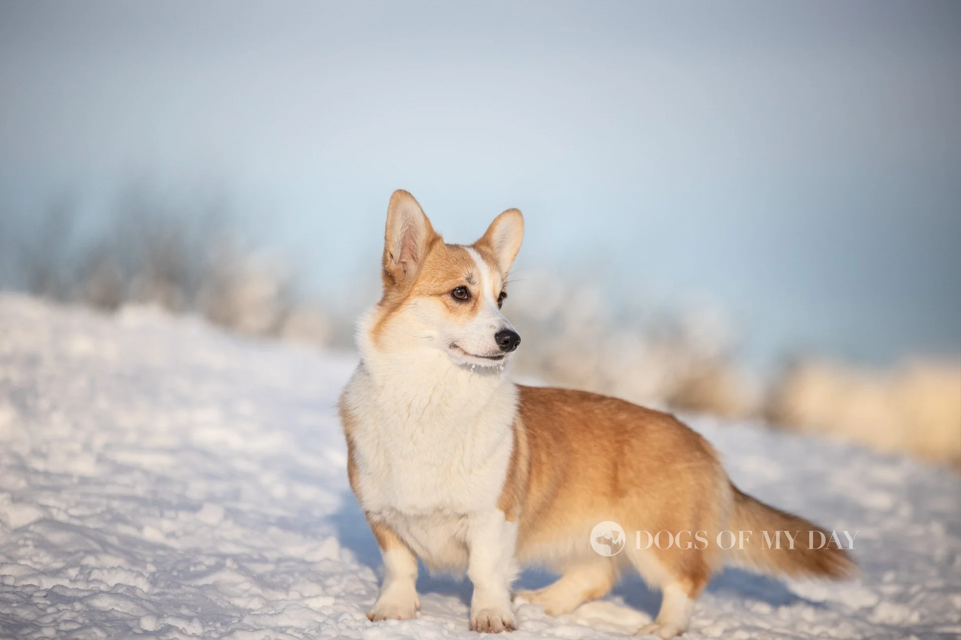 Welsh corgi pembroke