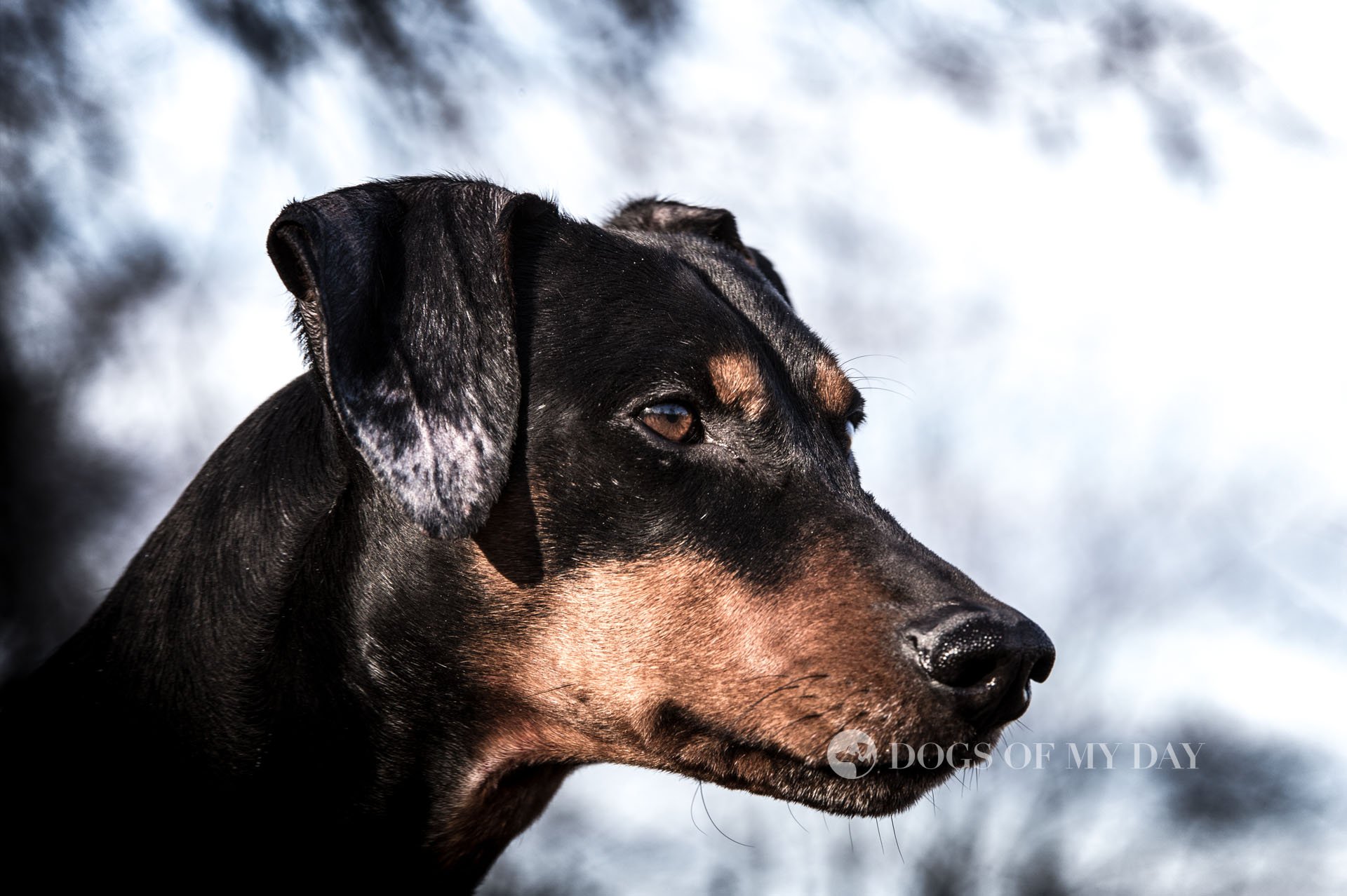 Pinscher