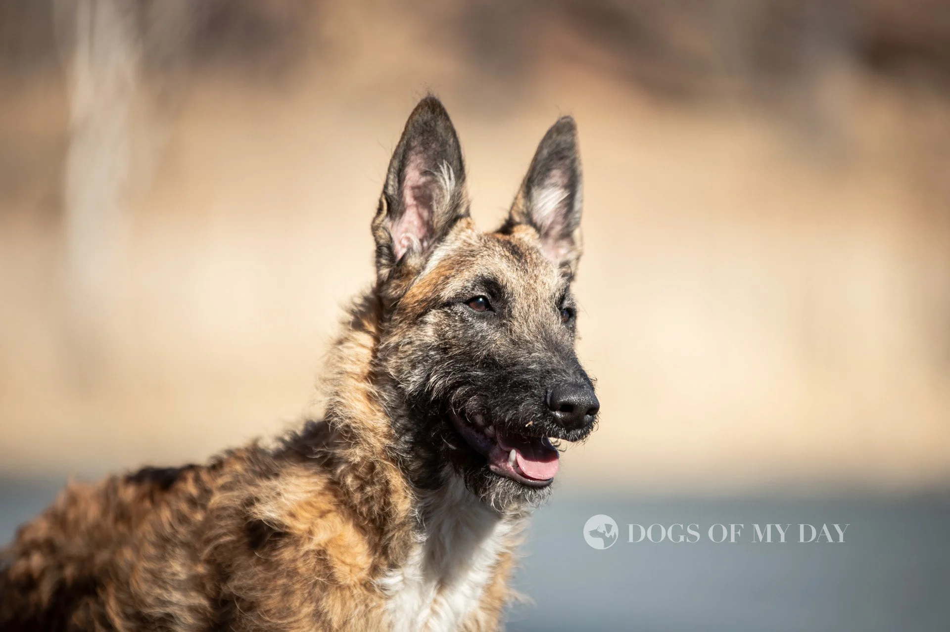 Belgisk vallhund/laekenois