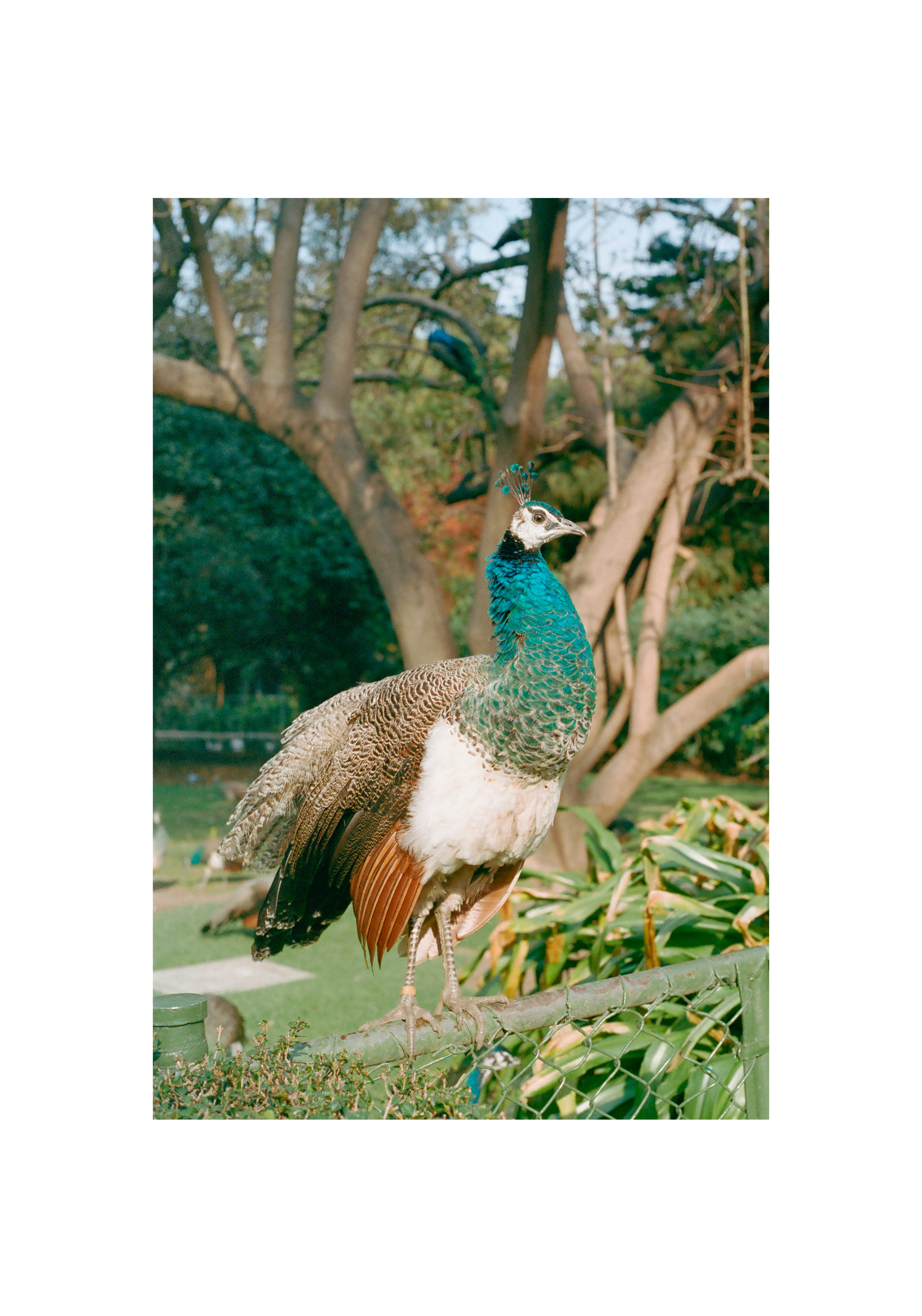 peacock.jpg