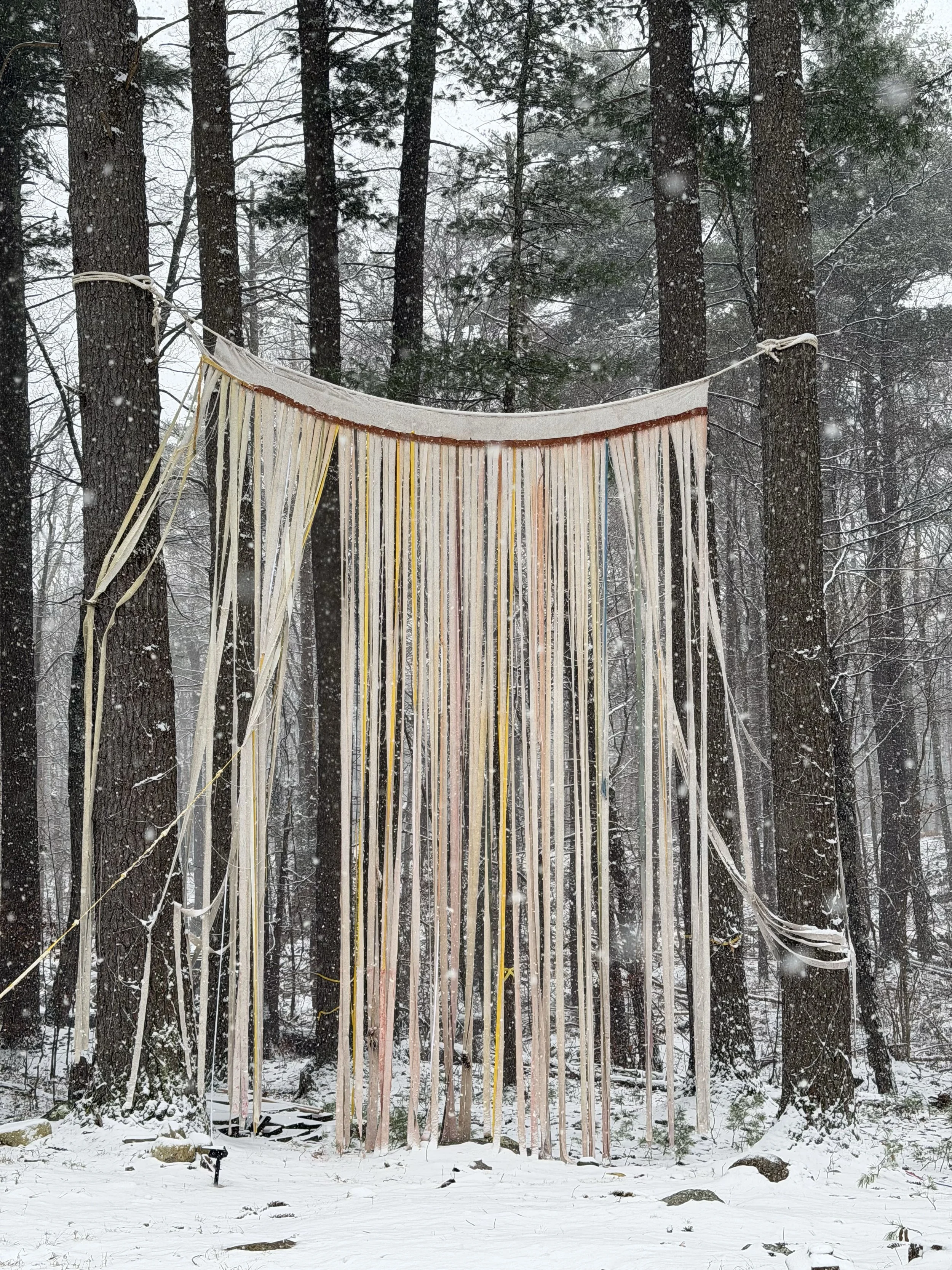 Luss_Susan_FromTheLandOfForests_ART060870_Upstate_2025-26 winter.jpeg