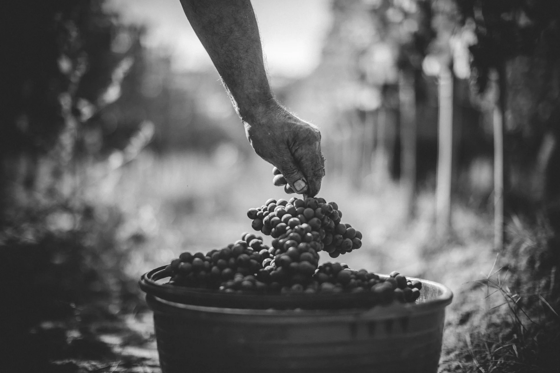 Wine Tasting with Baldetti Wines