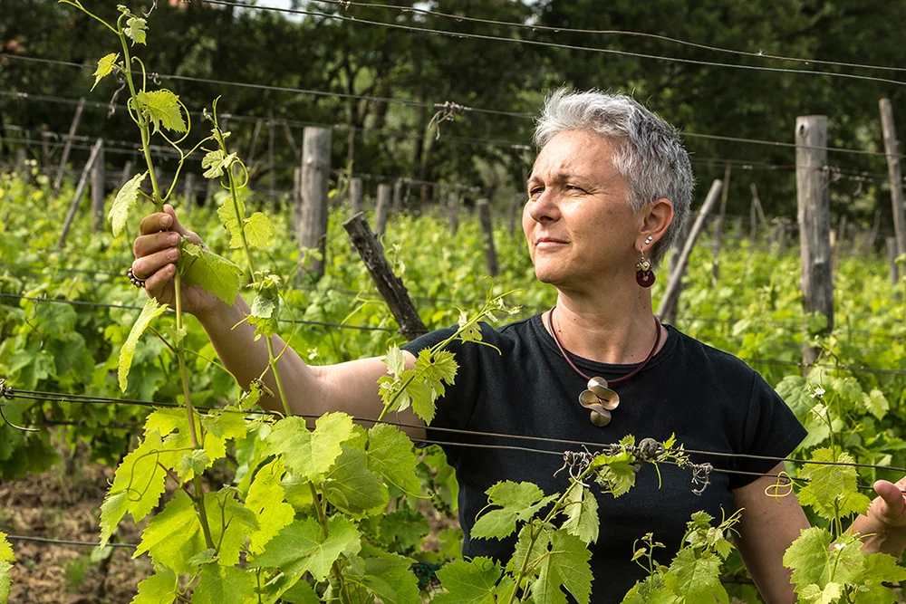Thursday Wine Tasting with Mustilli wines