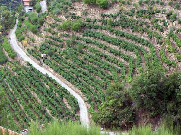 Vini Maixei&nbsp;