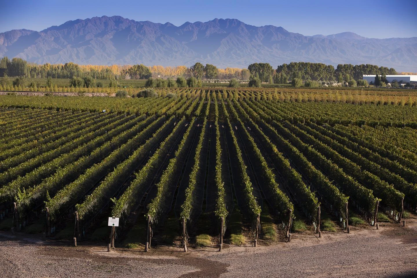 Bodegas Navarro Correas 