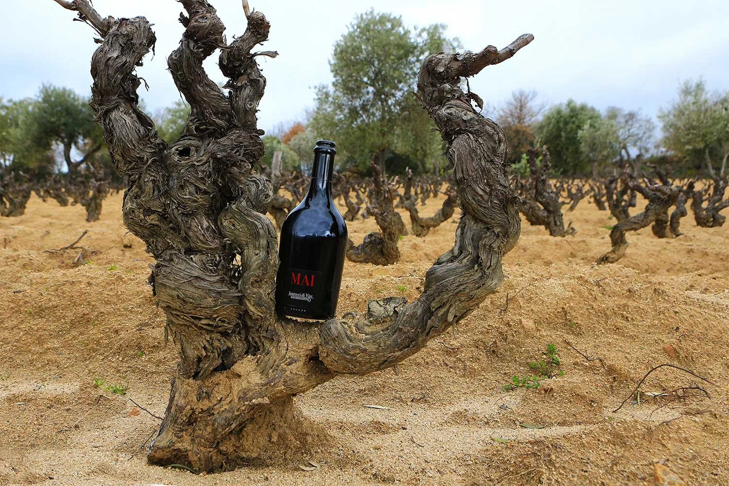 Wine Tasting with Quartomoro - Sardegna