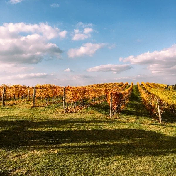 Wine Tasting with Cascina Longoria&nbsp;