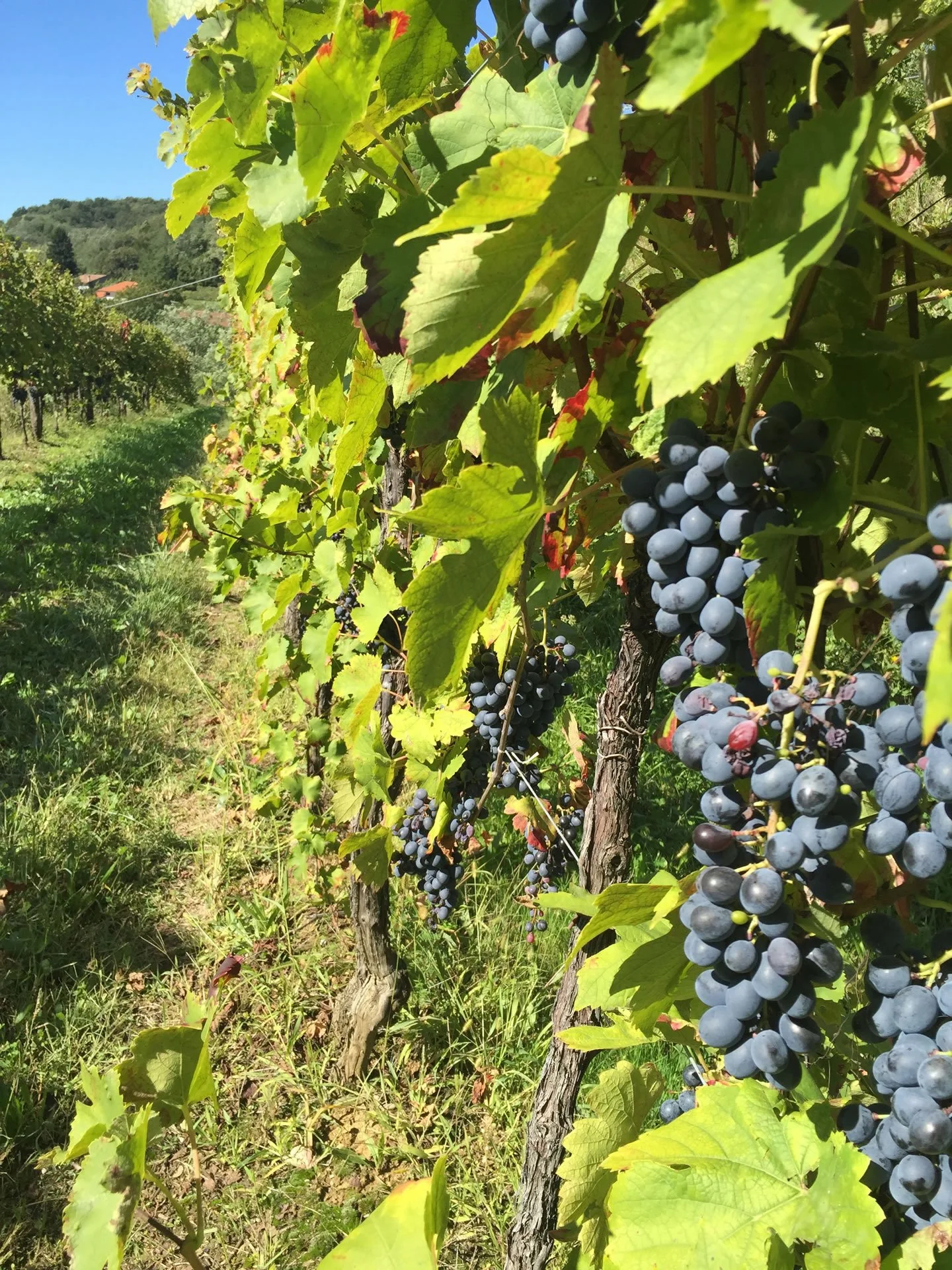 Wine Tasting with Ronchi di Cialla