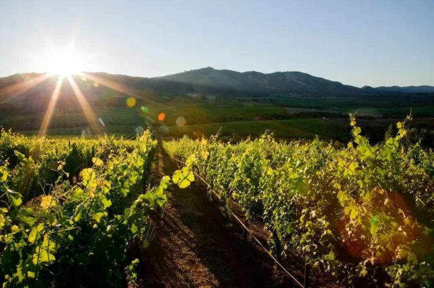 Wine tasting with Dezzani