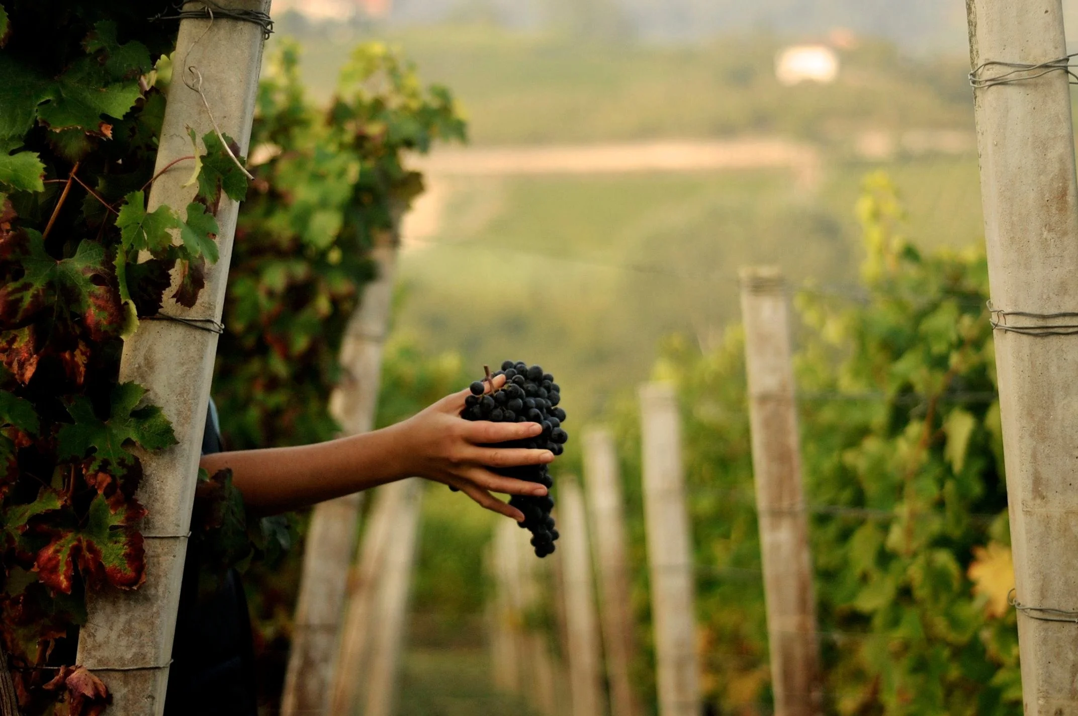 Emilio Vada Wine Tasting