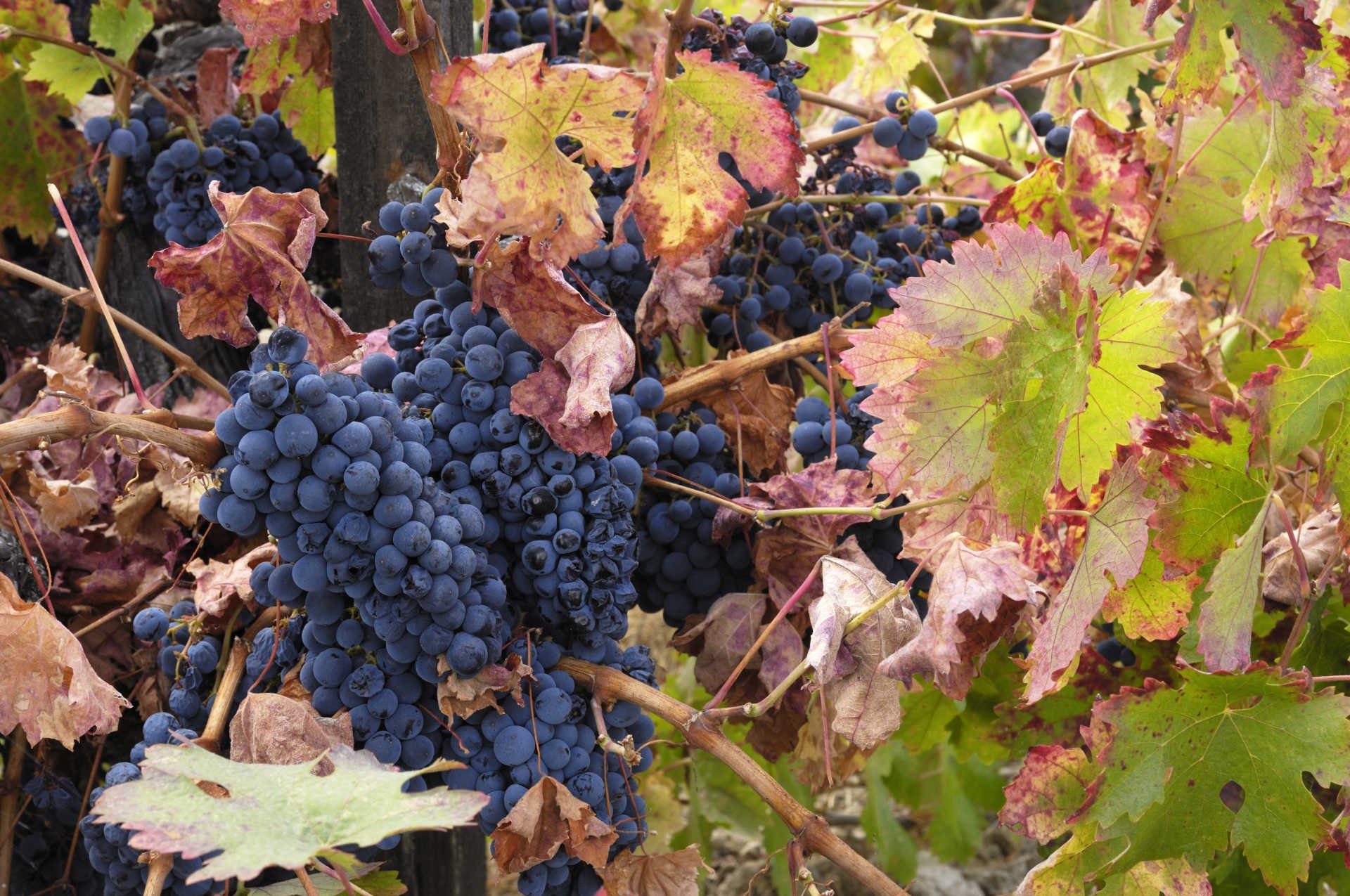 I Lauri Wine Tasting