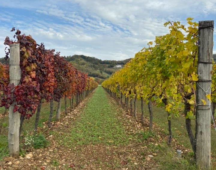 Simon di Brazzan Wine Tasting