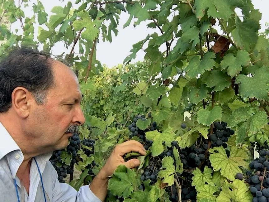 Vigne Chigi Wine Tasting