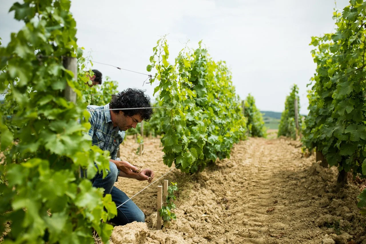 Sancerre Wine Tasting