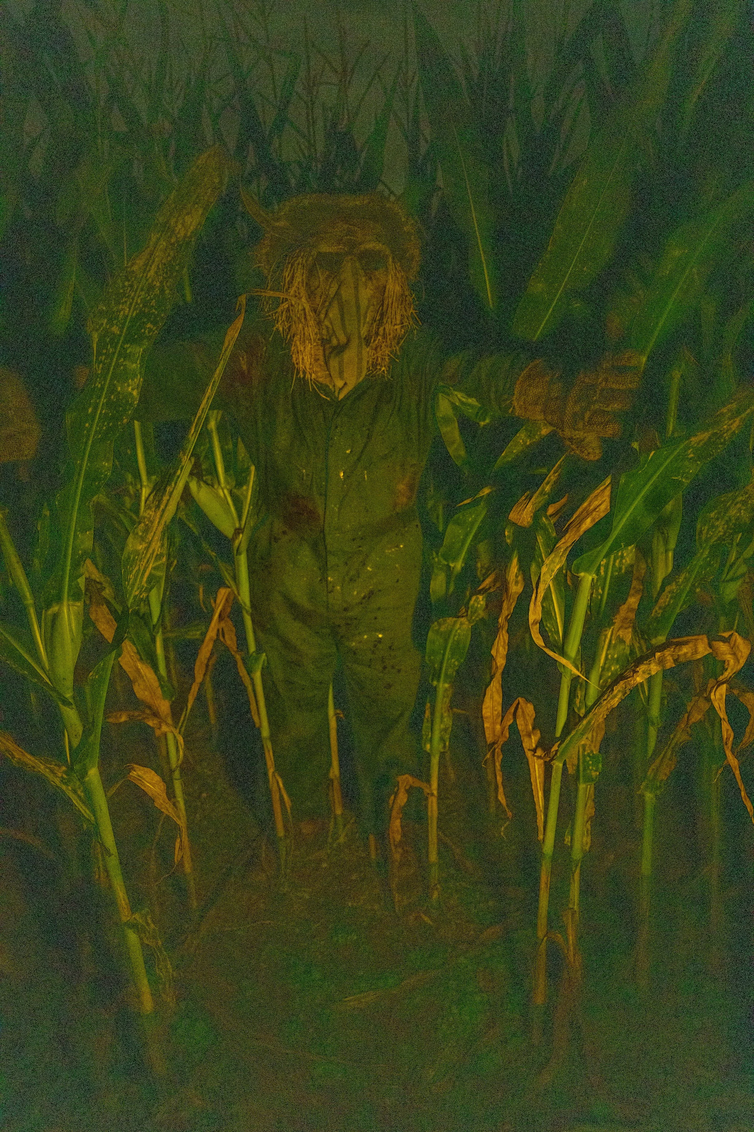Something is lurking in the corn.