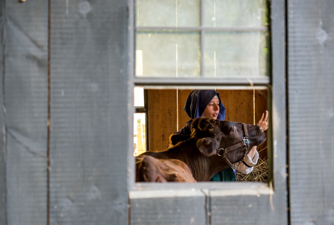  Sister Philomela Maria, of Newark, Ohio, putting the cow, Dawn, away in her pen for the night while singing her a pray at Children of Mary in Newark, Ohio, on September 24, 2016. “For some reason she always want to try to eat my watch,” she sa