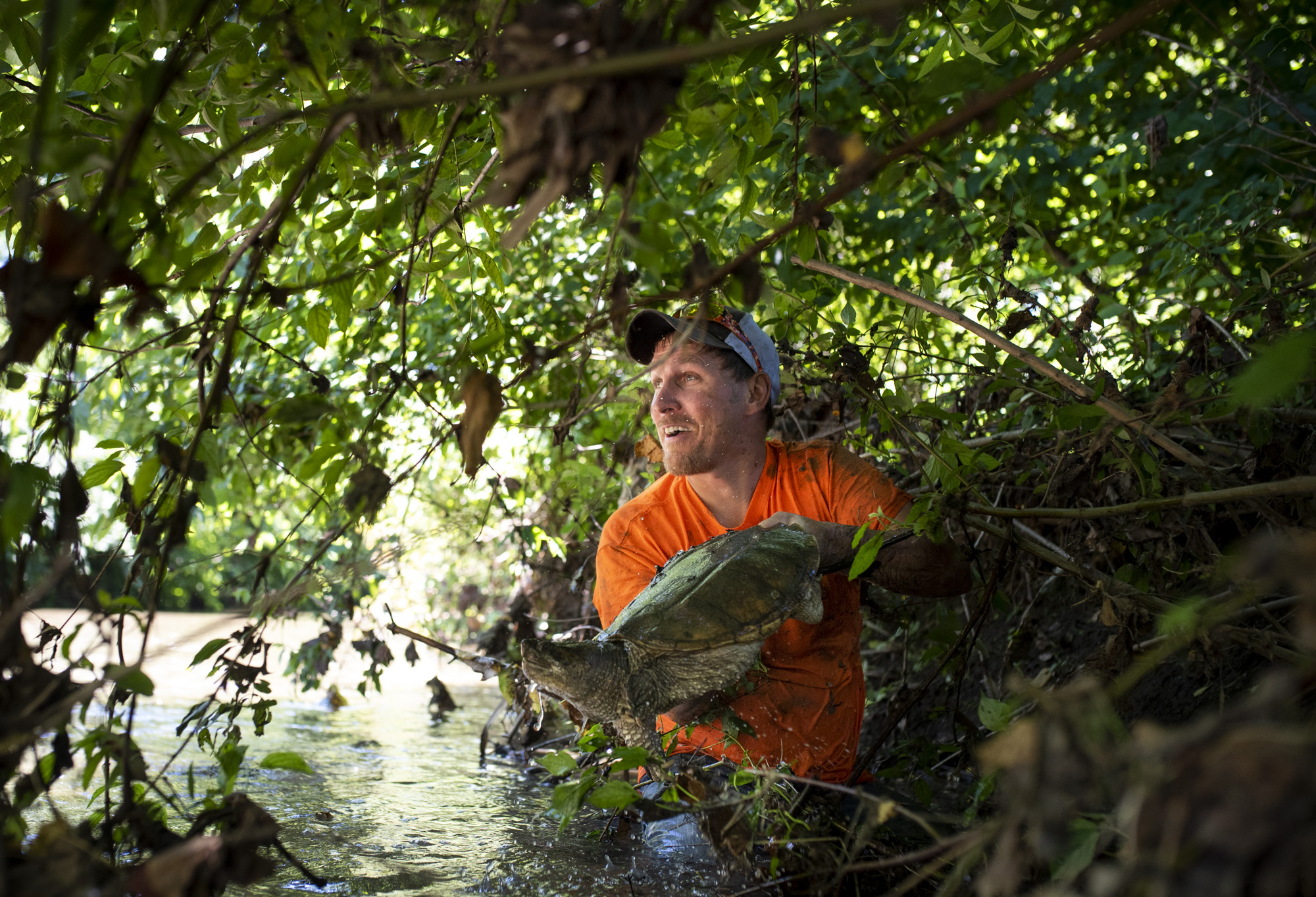 Joe Clemens pull out a snapping turtle from under the brush in Sewickley Creek.