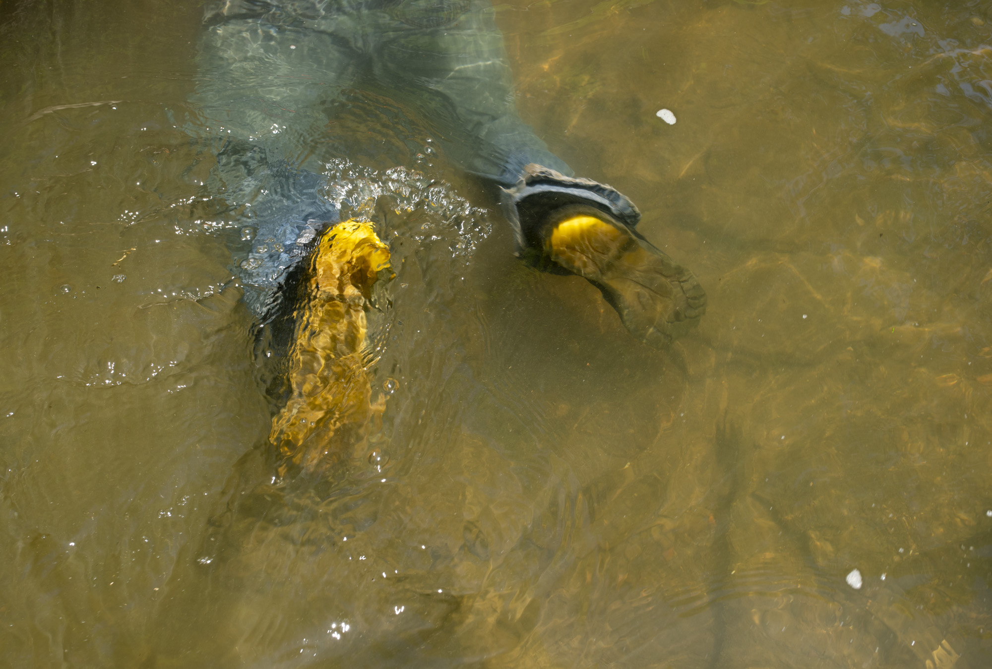 Joe Clemens legs float in the water as he submerges to reach into a hole that he thinks a snapping turtle is in.