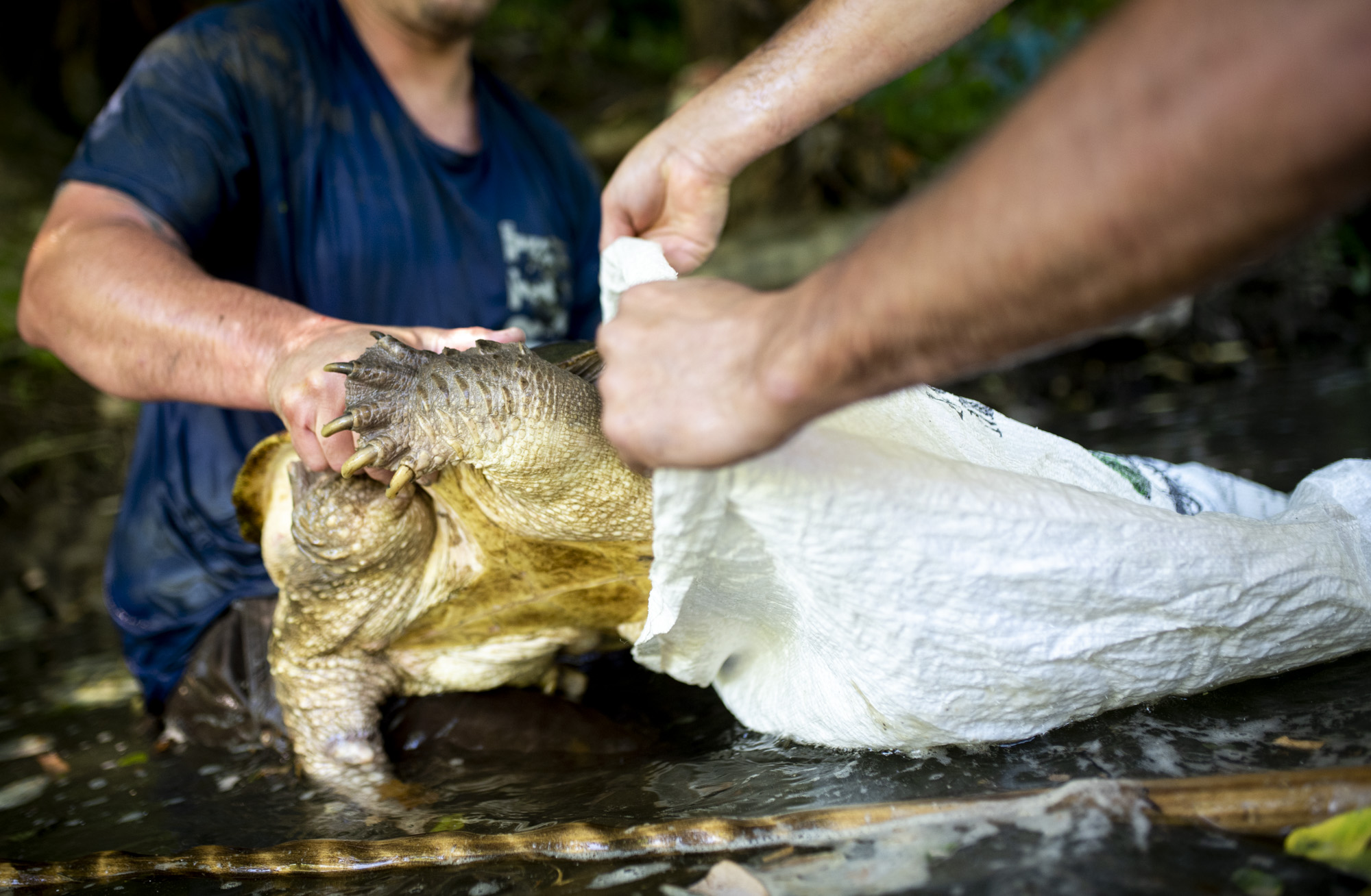 Joe Clemens holds open the bag to put the snapping turtle in so they can carry is while they hunt for more turtles.