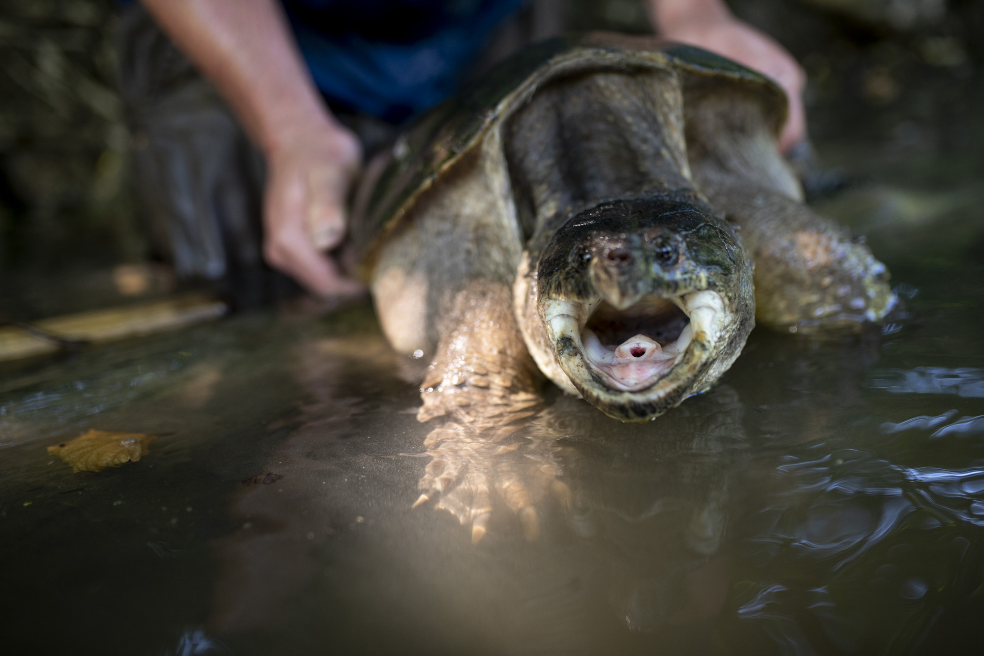 Joey Clemens holds a snapping turtle, which is around 30 pounds, that he pulled out Brush Creek in Penn with his hands from under tree the bank.