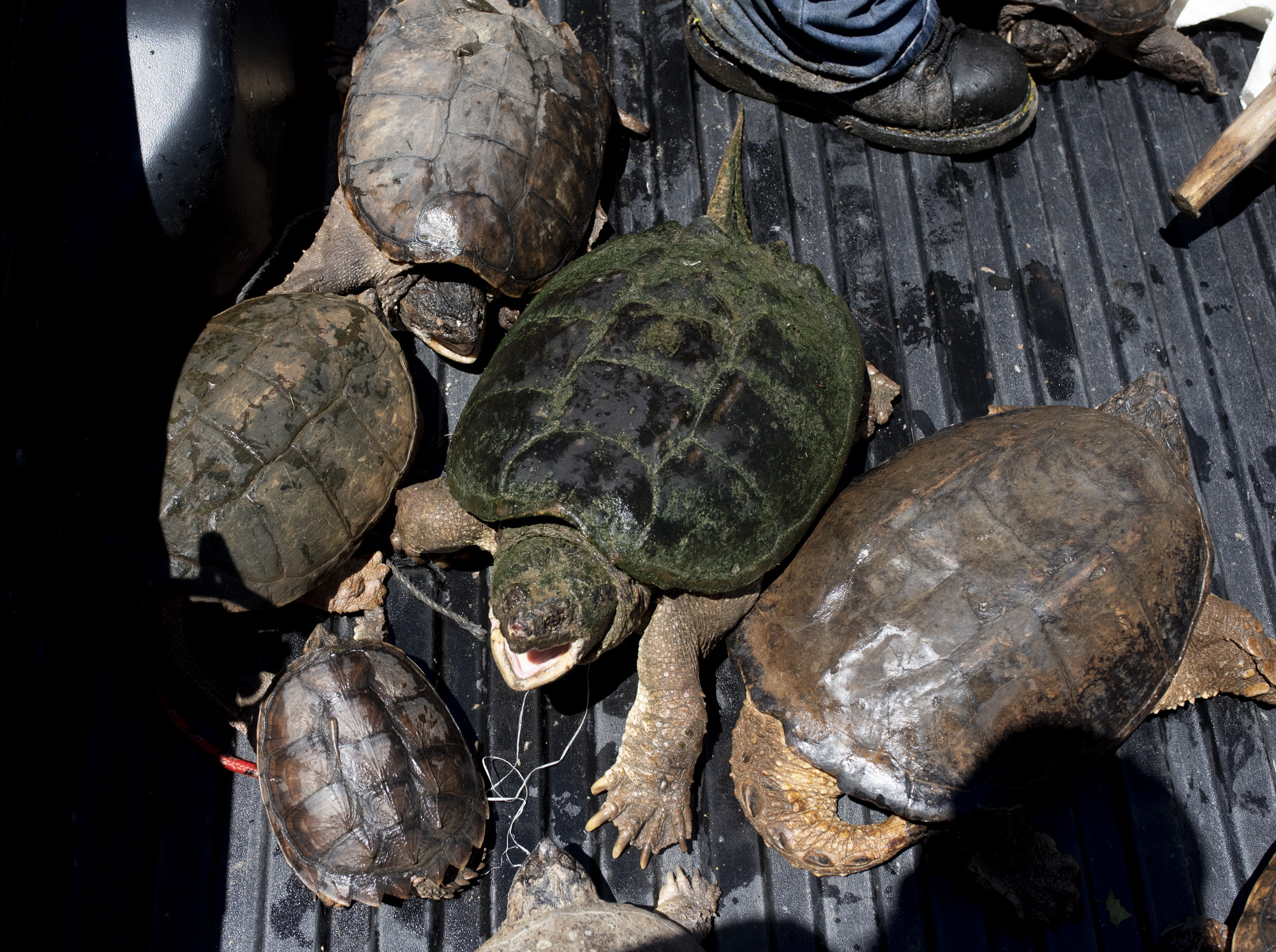 Snapping turtles hiss in the back of Joe Clemen's truck on July 7, 2018. The Clemens at the end of the day normally release the turtles back into the creek after taking photos with the turtles.