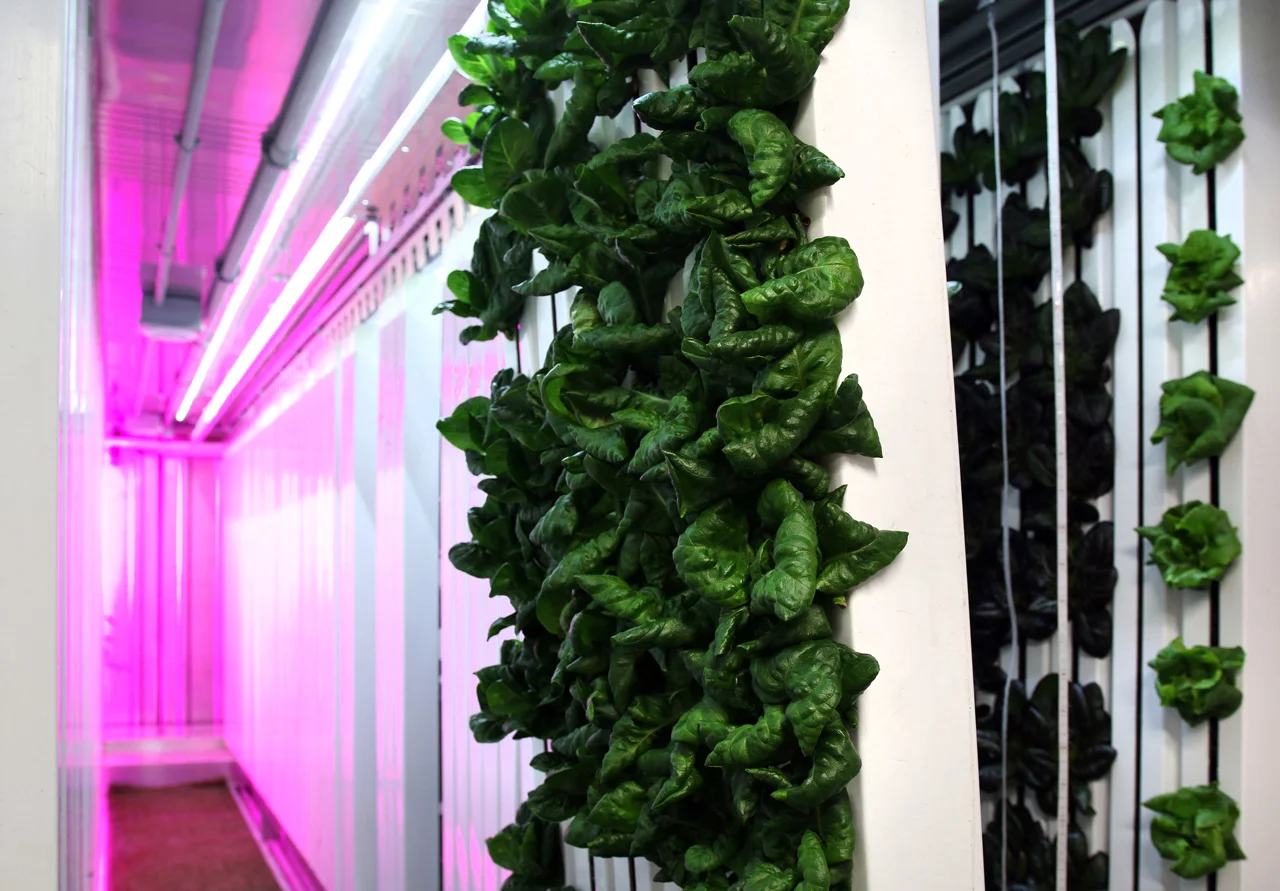 Kimbal Musk's New Accelerator In Brooklyn Will Train Vertical Farmers
