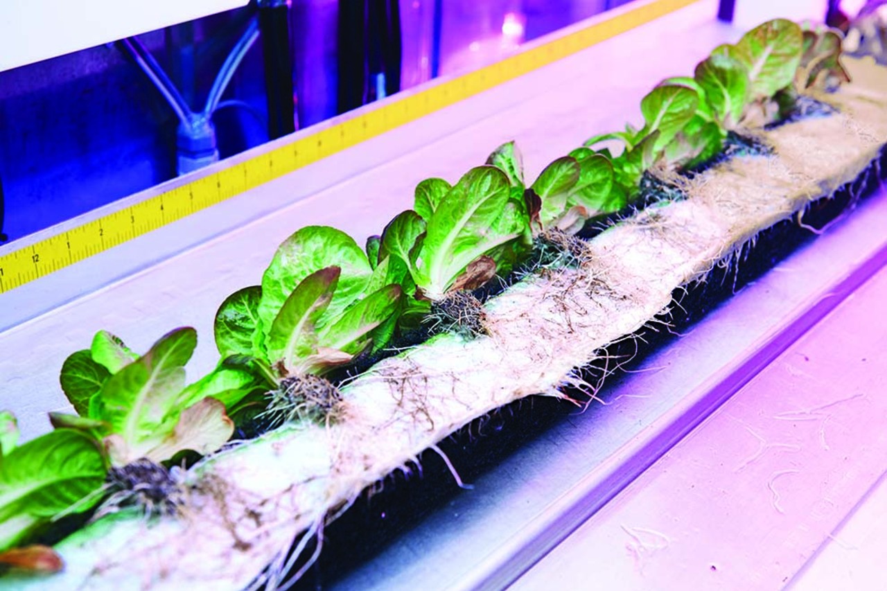 Companies like Green Line Growers in South Boston are farming year-round in refrigerated shipping containers developed by Freight Farms. Video: Gabe Johnson/WSJ. Photo: Tony Luong for The Wall Street Journal PHOTO: TONY LUONG FOR THE WALL STREET JOURNAL