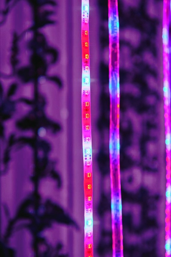 LED strips effect photosynthesis. PHOTO: TONY LUONG FOR THE WALL STREET JOURNAL