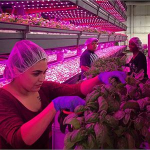 Harvesters Alejandra Martinez (front), Steve Rodriguez, and Marquita Twidell cut basil grown in an aquaponic system at FarmedHere, a vertical farming operation based in Bedford Park, Illinois. Image courtesy of FarmedHere.