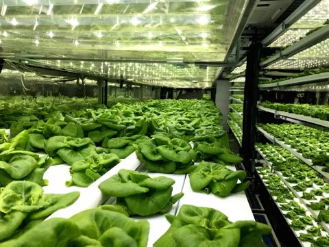 See Inside This Vertical Farm Where 65,000 Pounds of Lettuce Grow Each Year in Shipping Containers