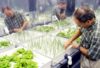 SAPS: Using LED lighting for growing puts crops in best possible light