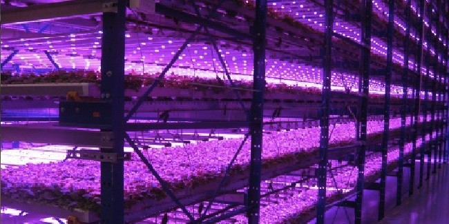 Plants at Caliber Biotherapeutics grow in a "pink house" under blue and red LED lights. The tobacco-like plants will be used for making new drugs and vaccines. Photo Credit: Caliber Biotherapeutics