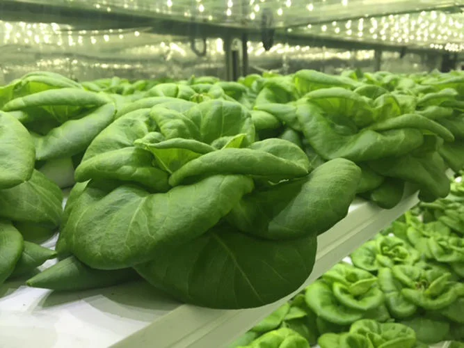3063275-slide-5-take-a-3d-tour-of-a-vertical-farm-packed-inside-a-shipping.jpg