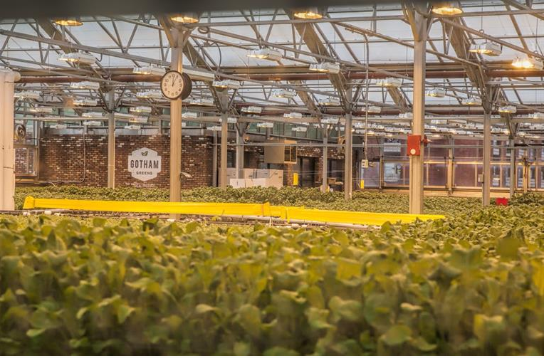 A Glimpse Into Brooklyn’s Rooftop Greenhouse
