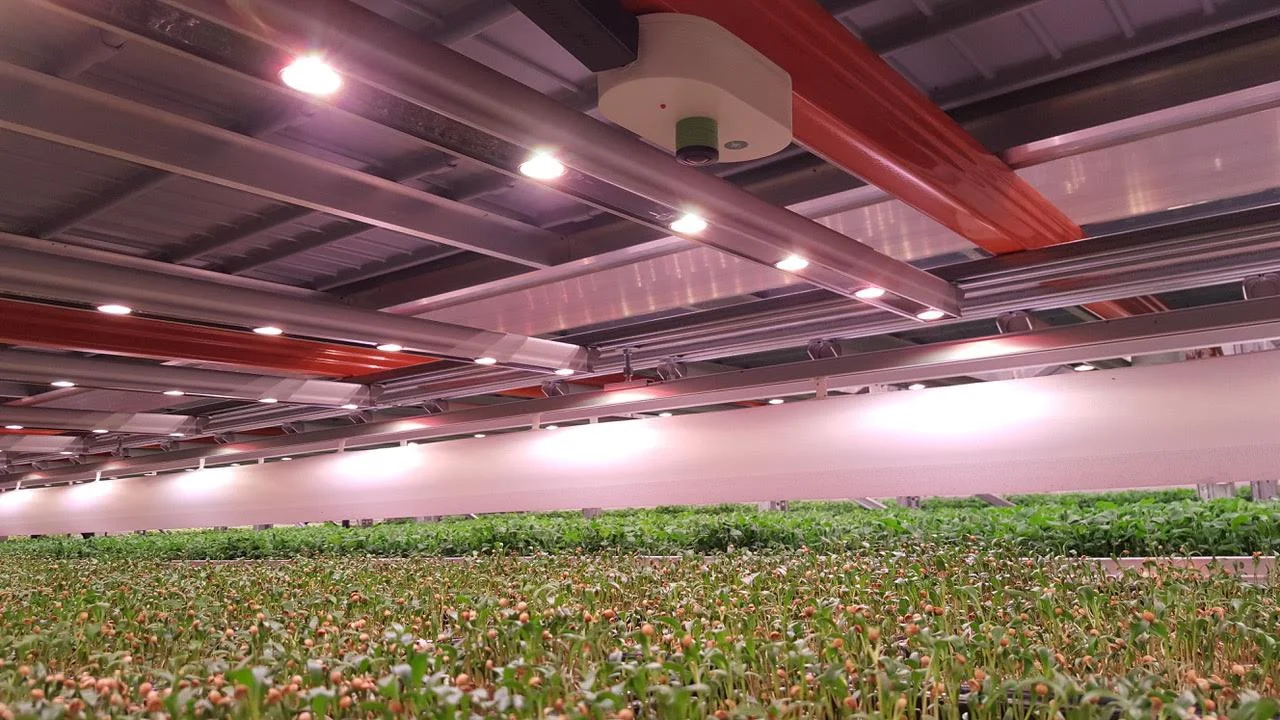 Cool Farm Eye (Copy)