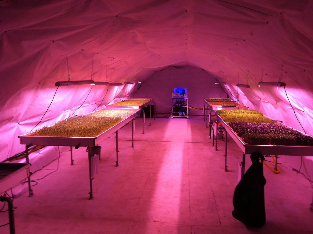 This Special Produce Was Grown 100 Feet Underground, Beneath The Feet Of Clueless Pedestrians