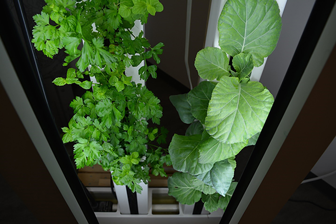 Student startup, Just Vertical, is growing an indoor farm wall hydroponically at U of T Mississauga – with nutrient solution, instead of soil (photo by Sarah Jane Silva)