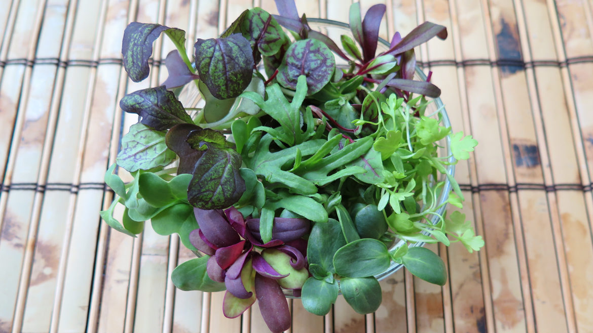 City Bitty Farm grows an abundance of microgreens.