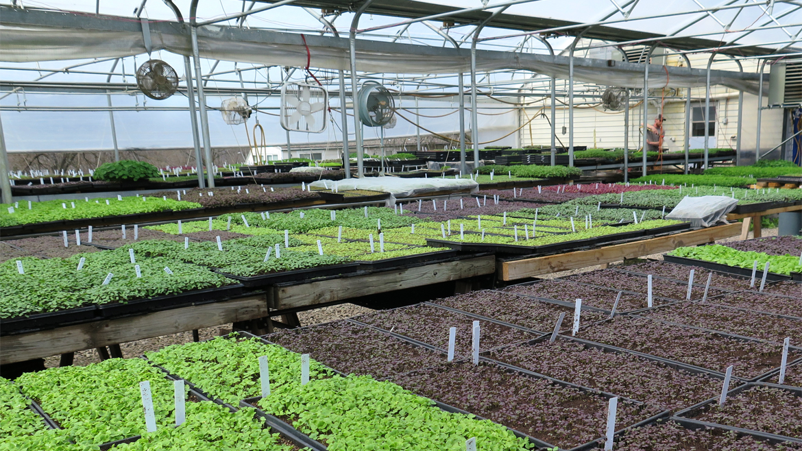 A look inside the greenhouse at City Bitty Farm. (Pete Dulin I Flatland)