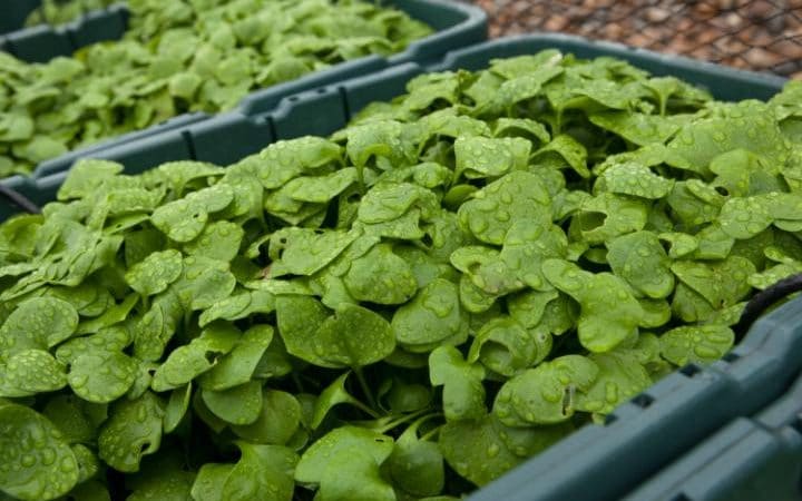 Winter purslane at the Rosewood London CREDIT: RII SCHROER
