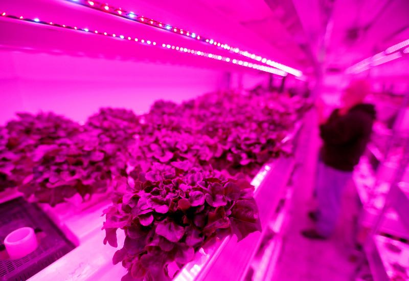 Plants are harvested inside a vertical farm in the back of the Central Market store in Dallas, Thursday, April 6, 2017. Central Market is trying out indoor growing, and the crops will be sold in the store beginning in May. (Jae S. Lee/The Dallas Morning News) 
